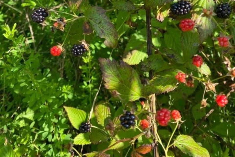 Blackberry Pines
