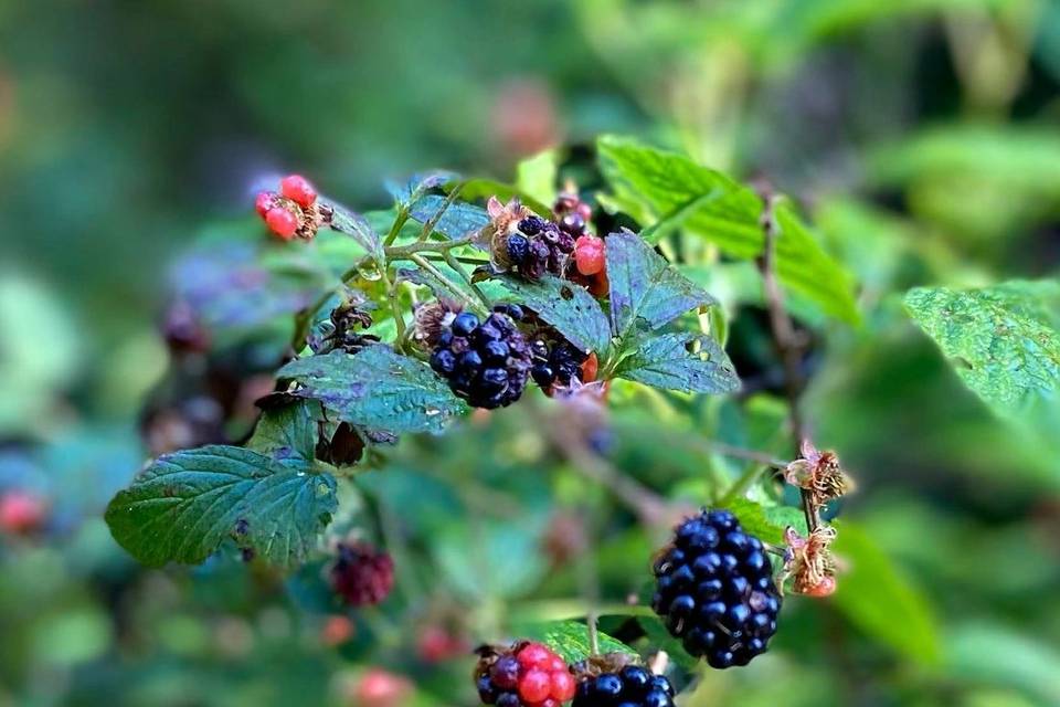 Blackberry Pines