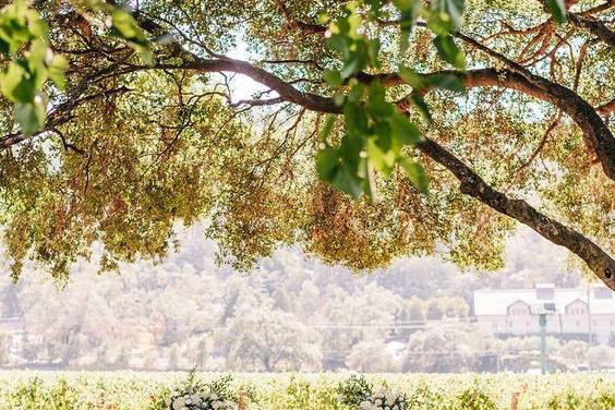 Vineyard ceremony