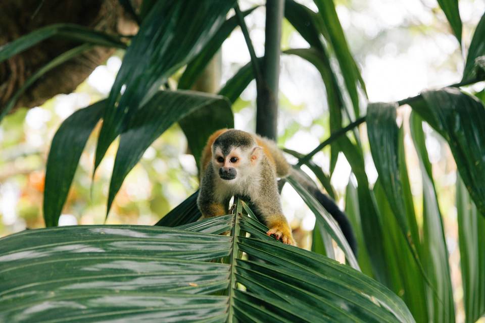 Mari + Gerald, Costa Rica