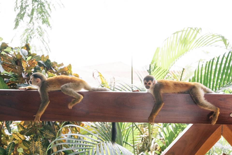 Mari + Gerald, Costa Rica