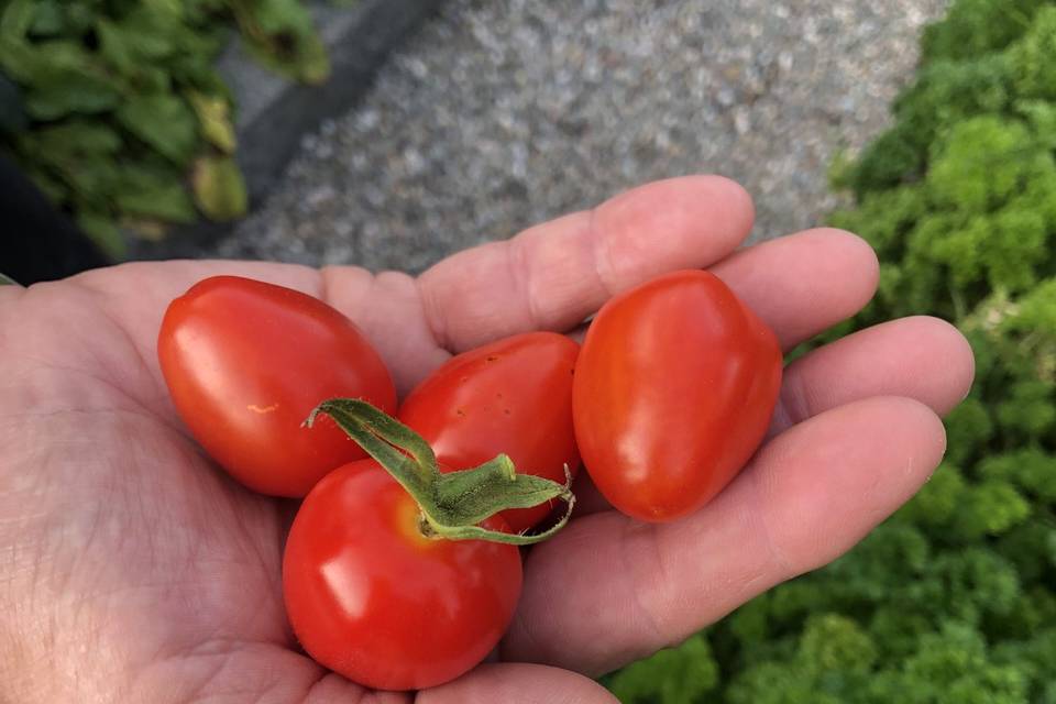 Sugarsnap Farm Tomatos