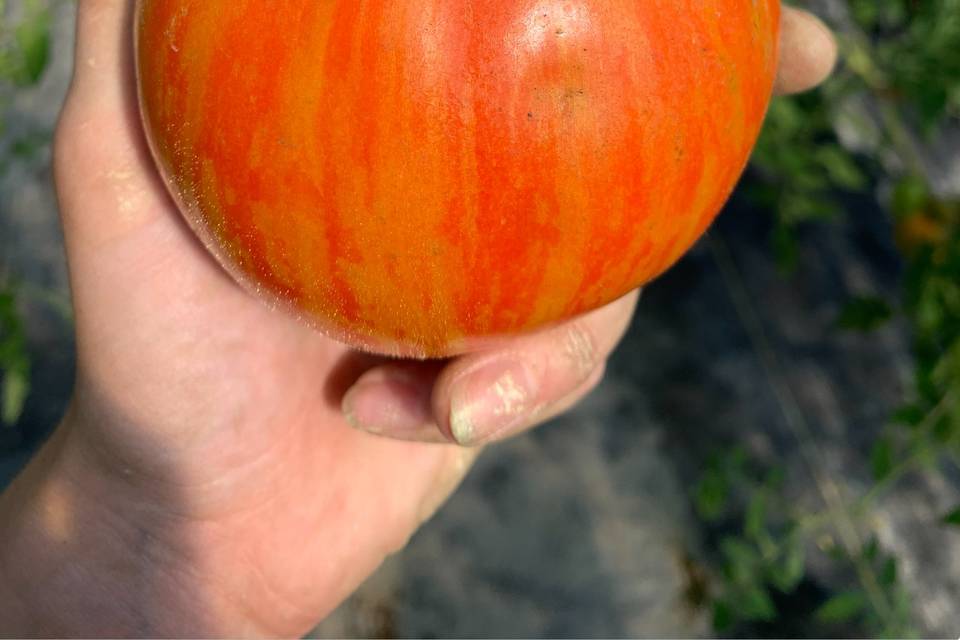 Sugarsnap Farm Tomato