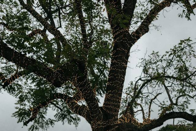 Dancing by the Walnut Tree