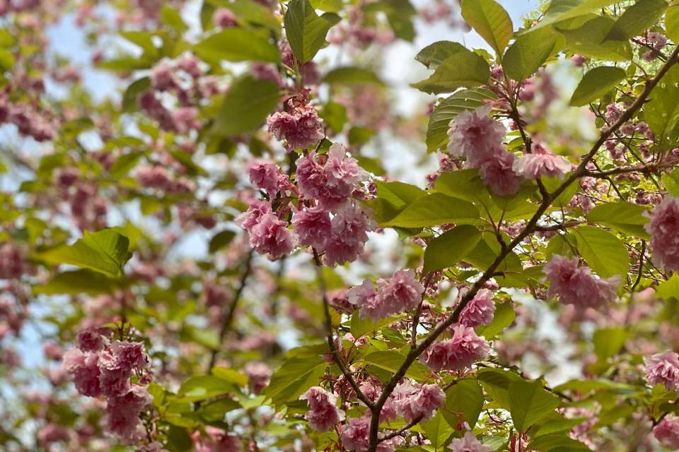 Cherry Blossoms