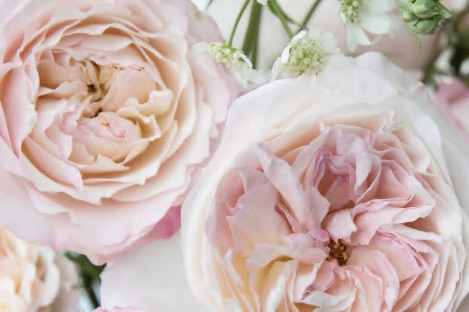 Keira Garden Roses