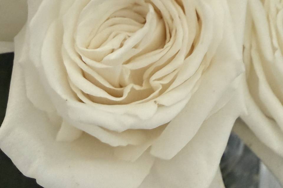 Timeless White Rose Wedding Fl