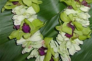 Green Dendrobium w/ tuberose lei