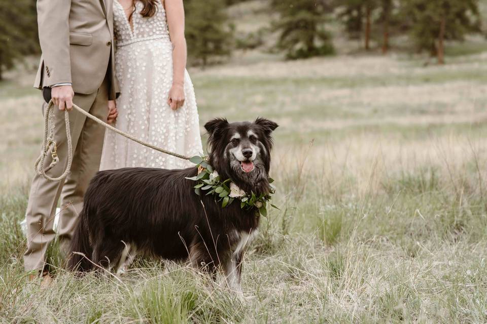 Dog friendly wedding venue