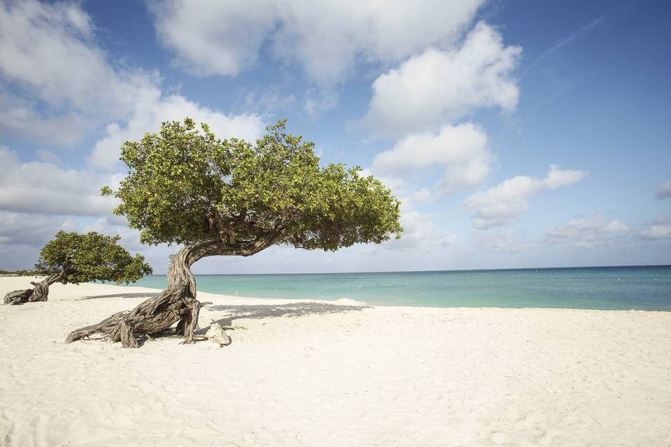 Aruba One Happy Island!