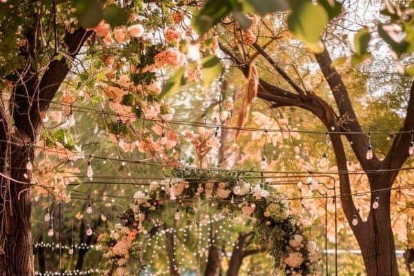 Whimsical Dreams