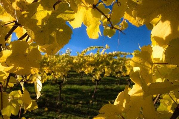 Tom Reeves Photography