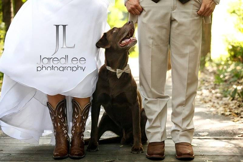 Wedding dog