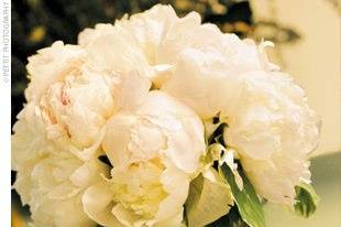 White garden roses