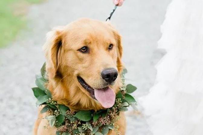 Florals for four-legged guests