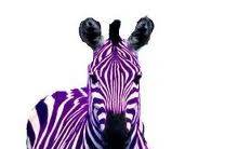 Purple Zebra DJ'ing Services