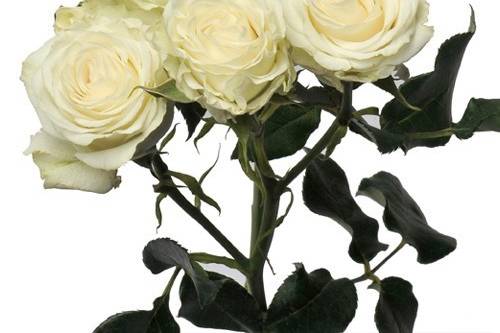 R.J. Carbone Wholesale Florist