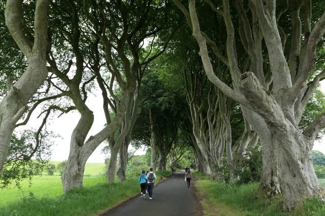 The Dark Forest, Belfast