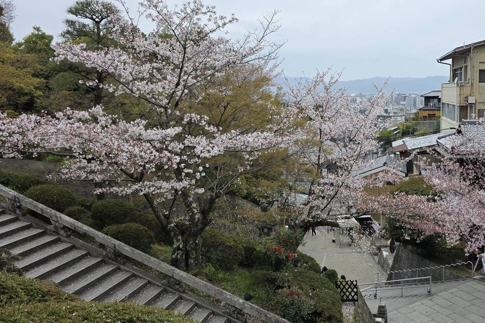 Cherry blossoms in Kyoto