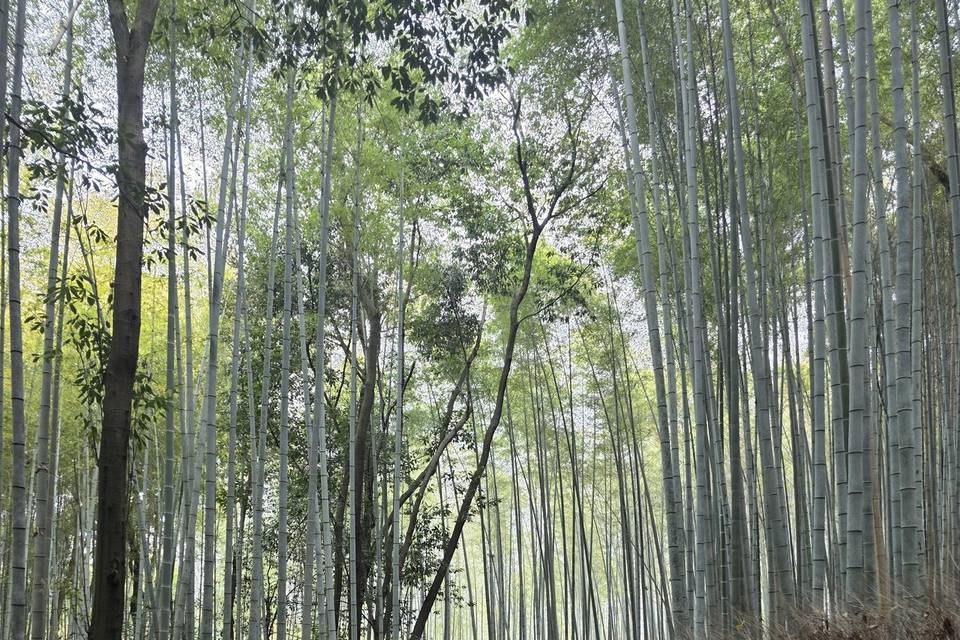Bamboo forest, Arashiyama