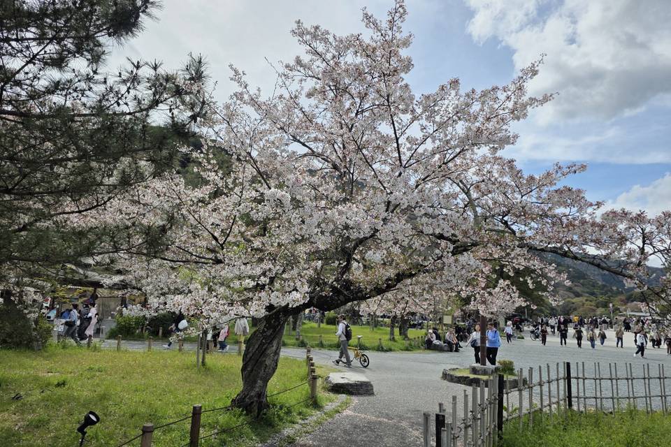 Arashiyama, Japan