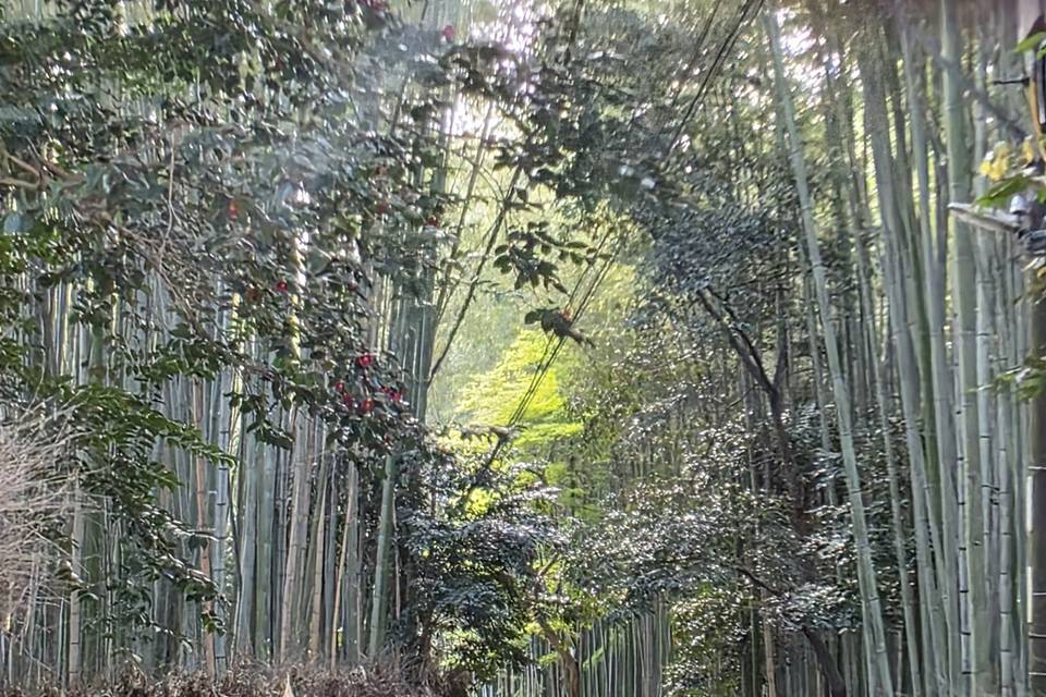 Bamboo forest, Arashiyama
