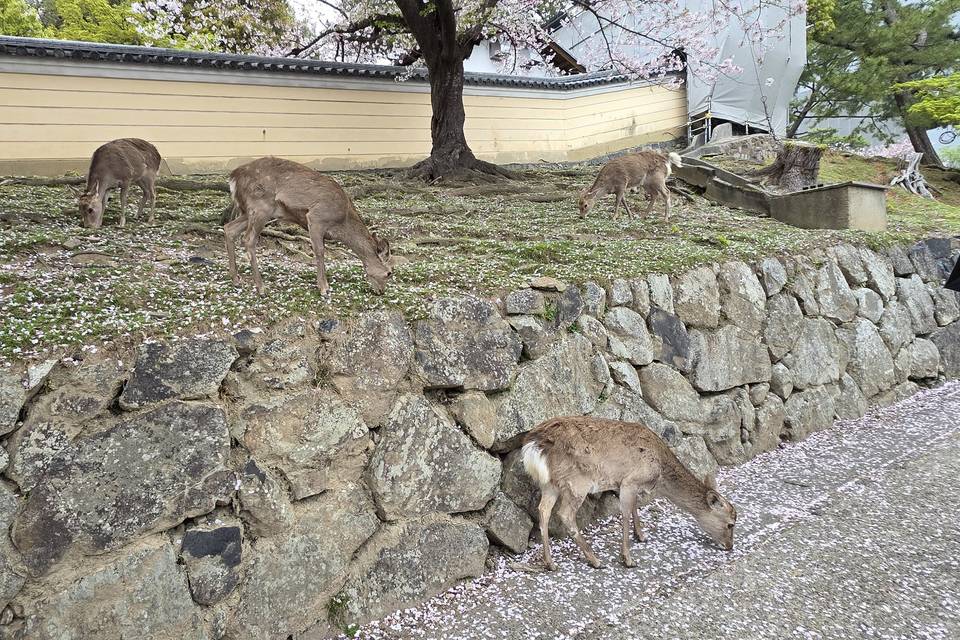 Nara, Japan