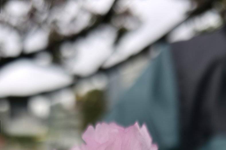 Cherry blossom