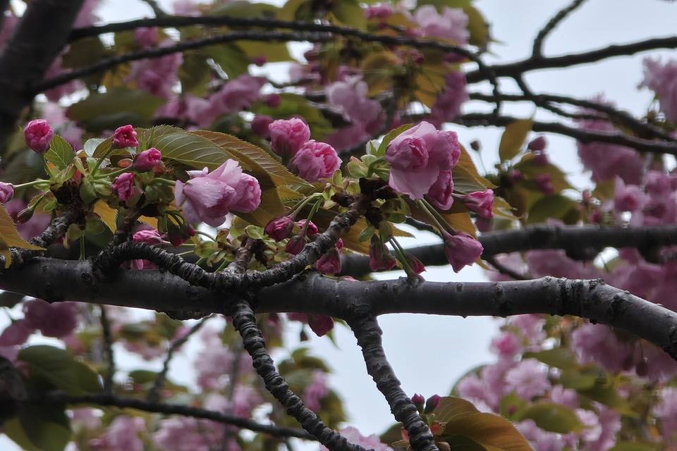 Cherry blossoms in Tokyo