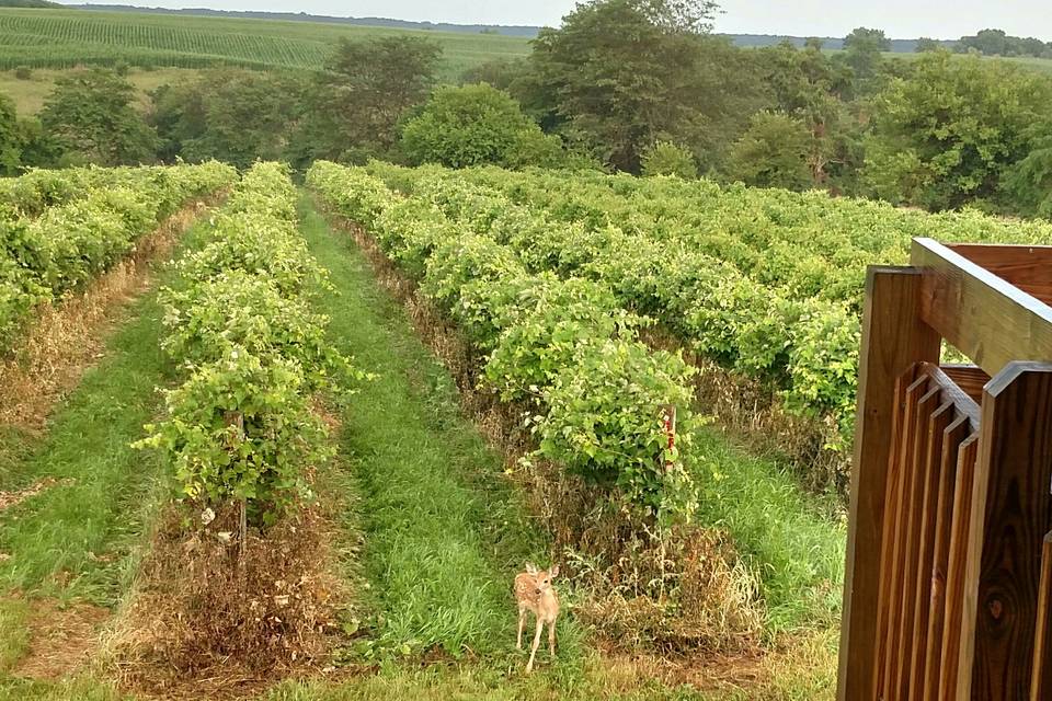 Grape rows