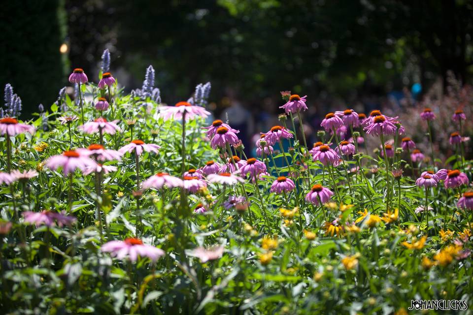 The Gardens