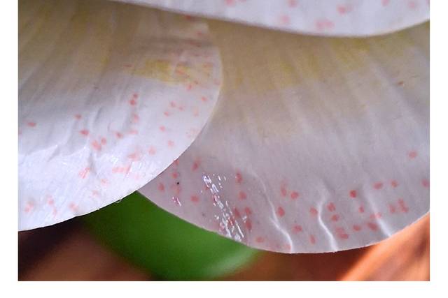 Pink Petal Delight