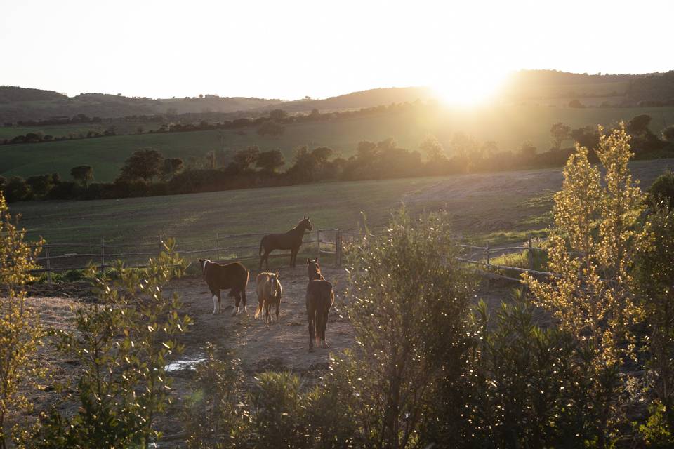 Our rescued horses
