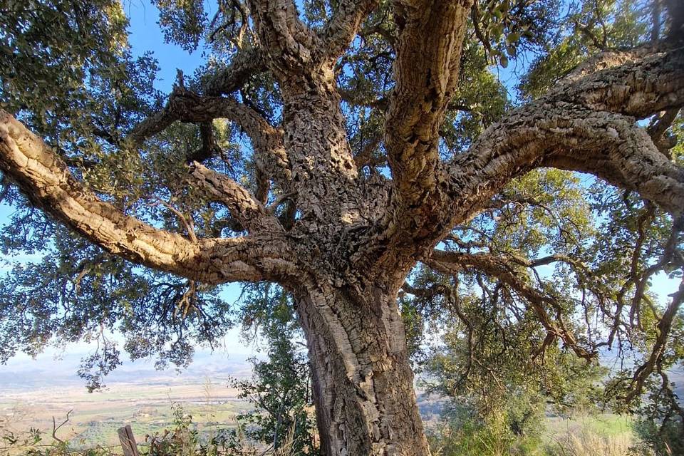 The old cork tree
