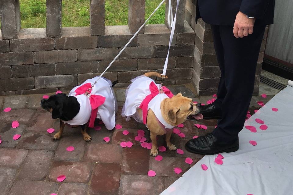 Wedding dogs