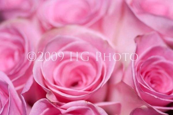 Heather Kessler Photography