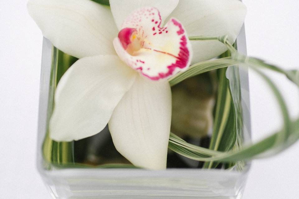 Cymbidium Orchid