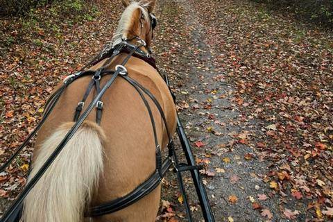 Horse-drawn carriage
