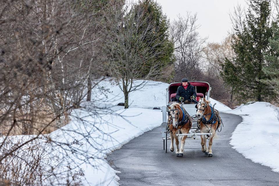 Horse-Drawn Carriage