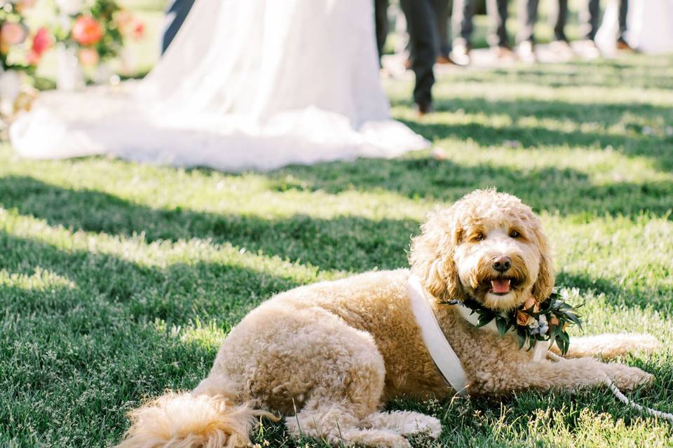 Dog in ceremony