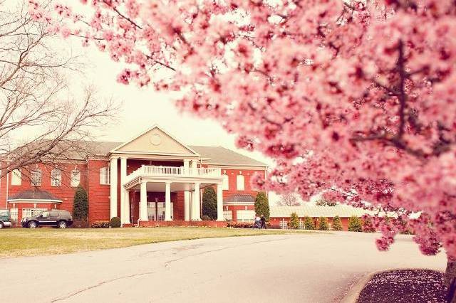 Pink flowers