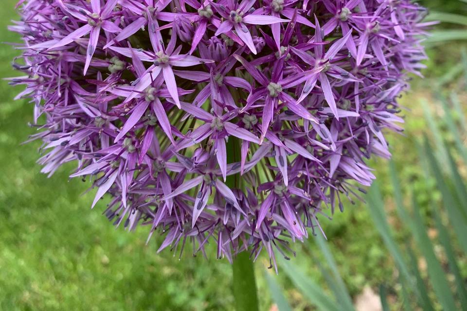 Purple allium in the garden