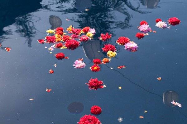 Floating Dahlias