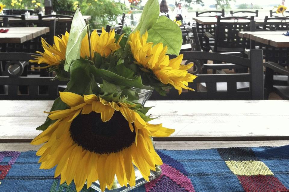Paloma Pachanga at Weaver Farms