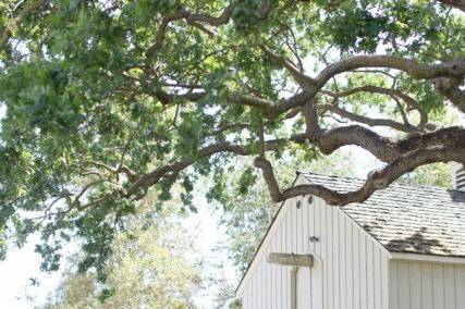 The Ceremony took place in the stunning front yard of the Beautiful Ranch House at Chateau Margene, under a magnificent oak tree.