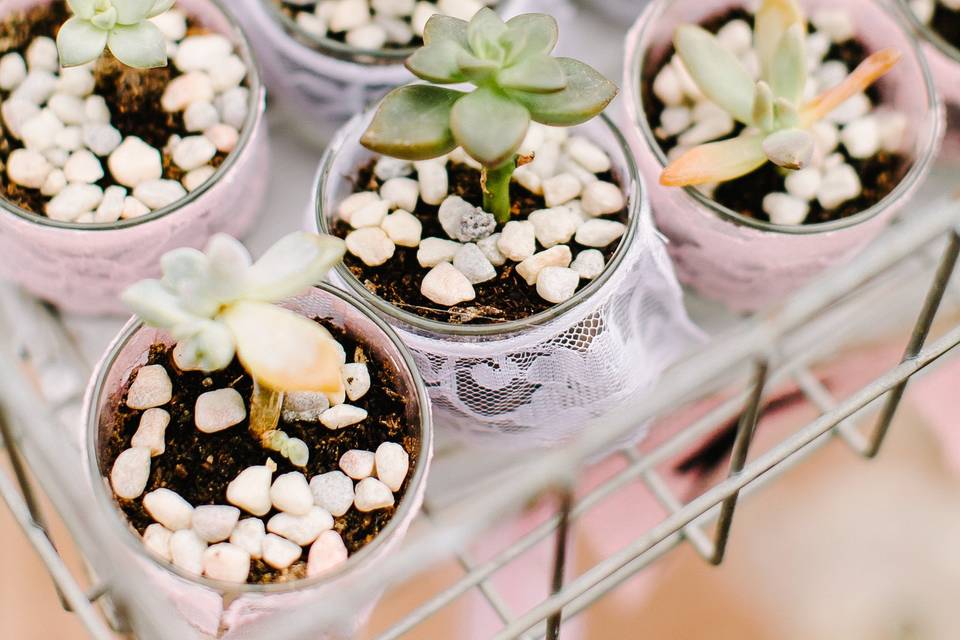 Favor table: mini succulents in pink lace trimed holders and mini champagne bottles.