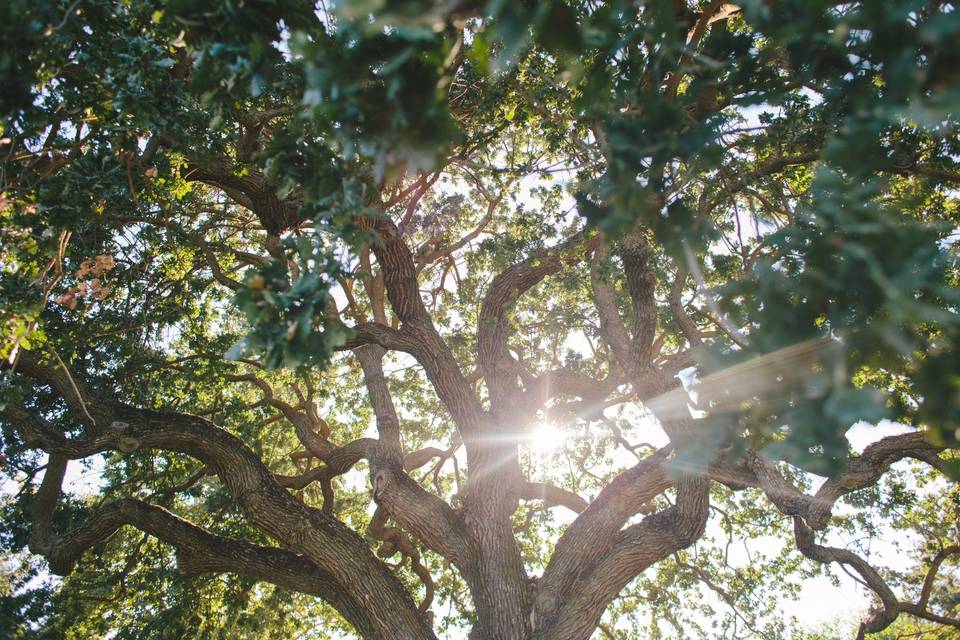 Magnificent Oak Tree's adorn the property and give it a majestic feel — at Chateau Margene Winery.