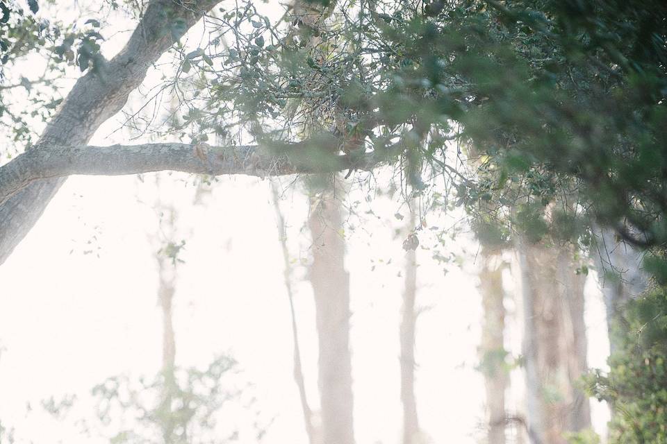 The Ceremony took place in a lower clearing on the working Olive Oil Ranch under the shade of Oak Trees. The site was made special with a natural arch and gorgeous floral and greenery by Adornments and a beautiful red rug tied everything together perfectly.