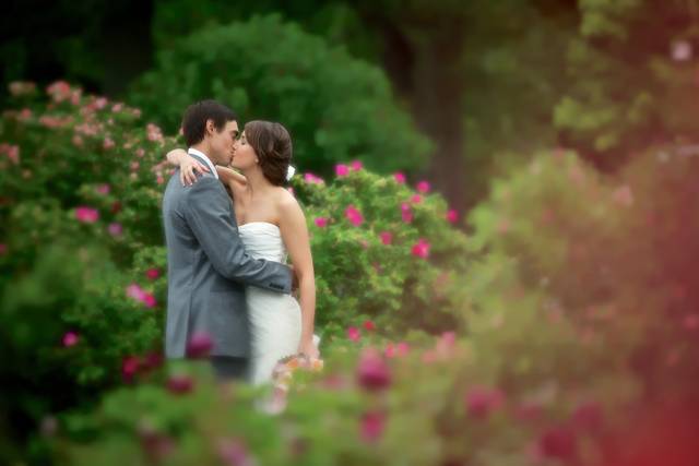 Knight Studio - Rose Garden