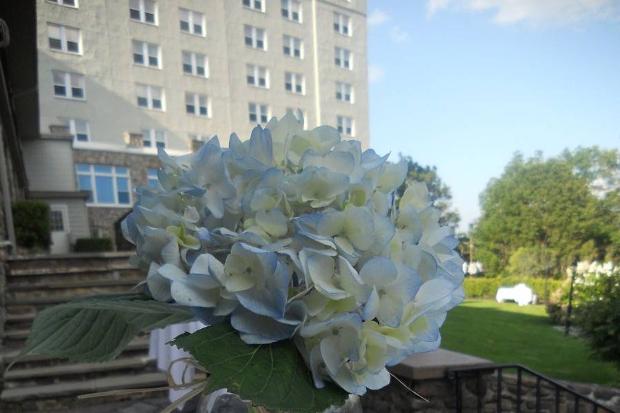 The Hydrangea mason jars that hung from shepherd's hooks along the path were then used as centerpieces on the cocktail tables and moved to the windows for the reception.